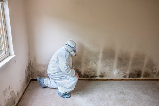 Best Mold Remediation for Schools in Geva, NE